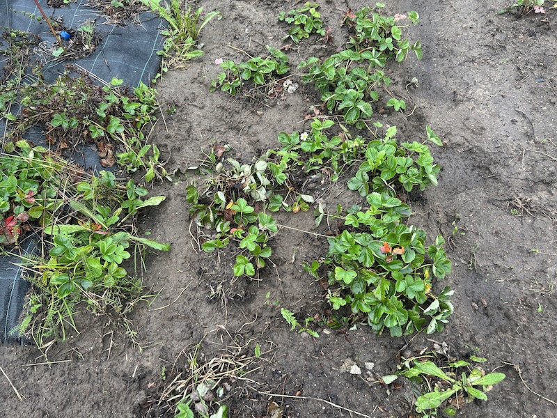 Mansikoita siellä täällä