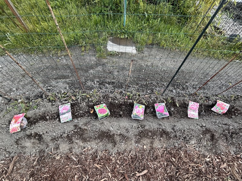 Tulppaanipenkki työn alla