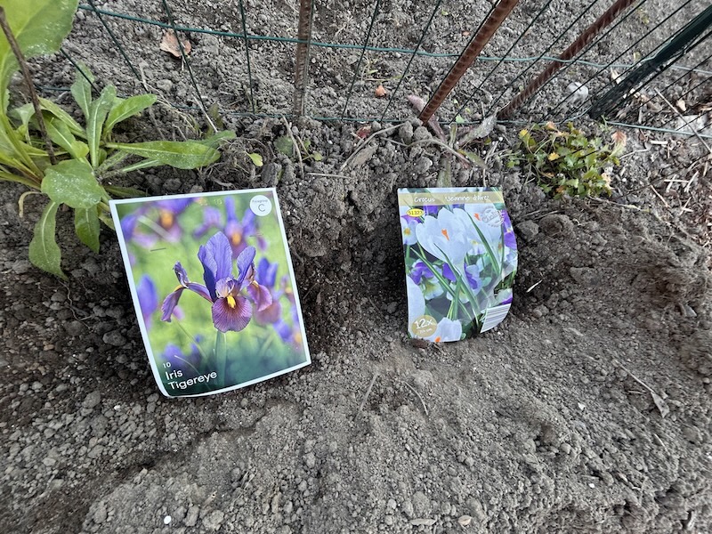 Iiriksiä ja krookuksia