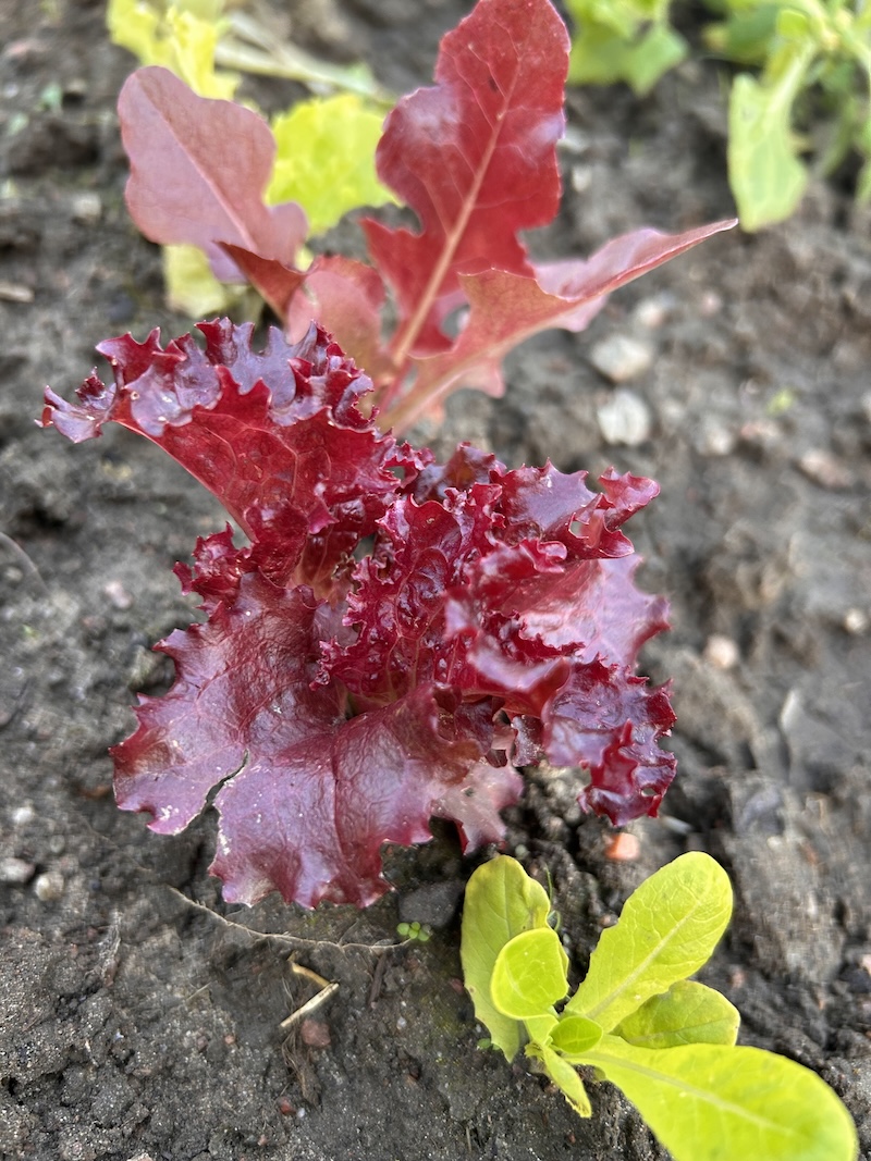 Värikkäät salaatin taimet