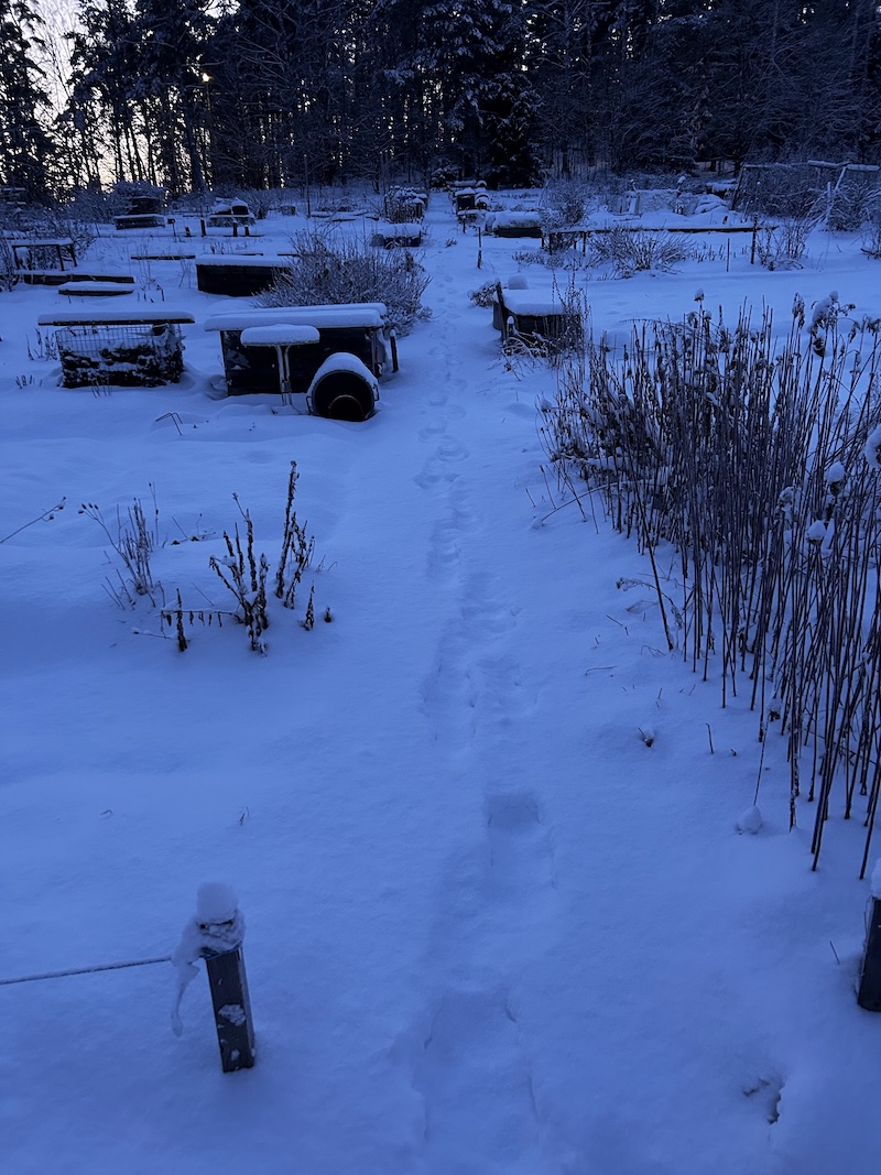 Talviset viljelypalstat