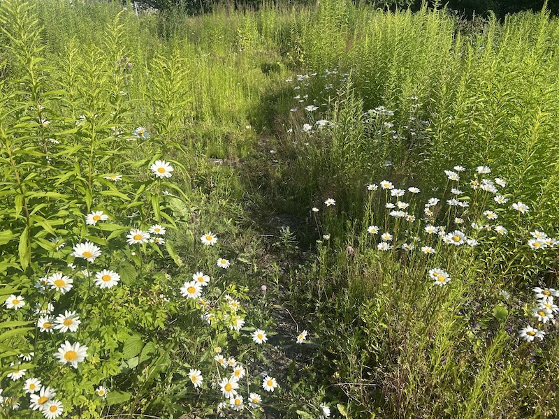 Palstan alkutilanne - piiskuja ja päivänkakkaroita