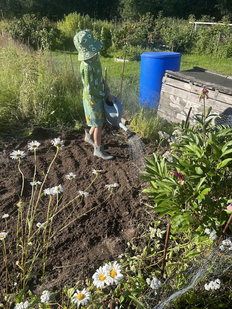 Kuiva maa pölisi - piti kastella ahkerasti