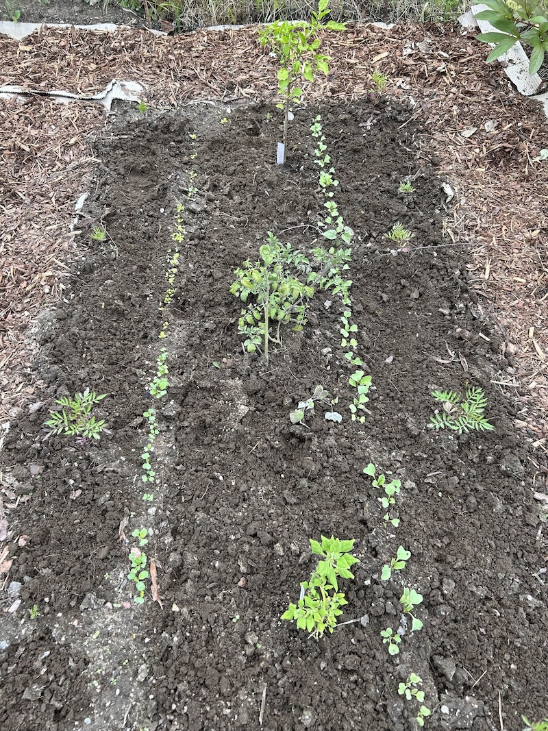 Ensimmäiset kylvökset itivät