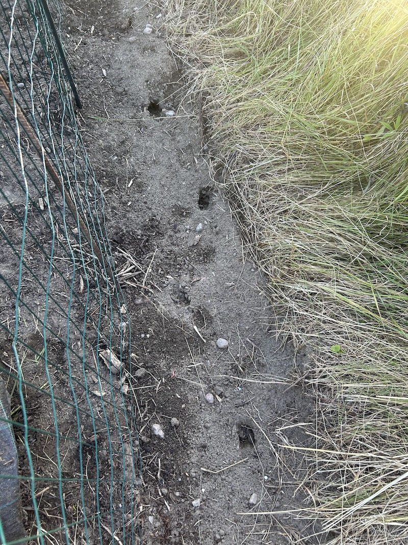 Kauriin jäljet aidan takana