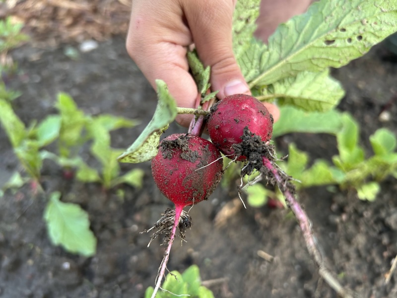 Vastapoimitut retiisit