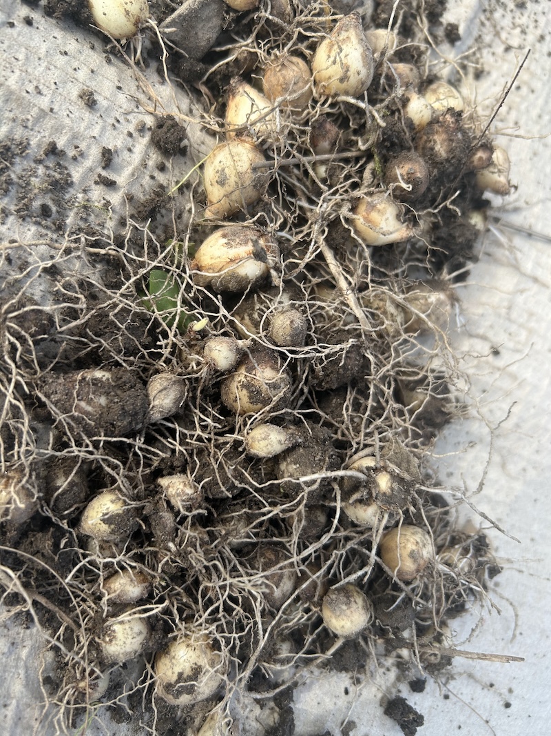 Palstalta löytyneitä kukkasipuleita